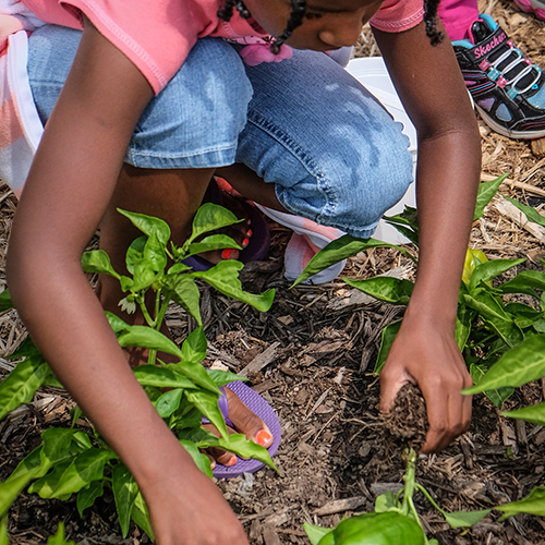 Image of a girl digging in a garden.