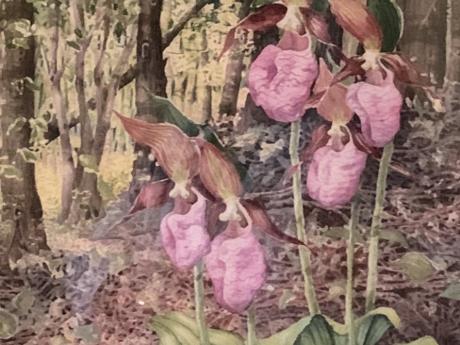Watercolor painting inspired by nature by Local Michigan artist of pink lady slipper flowers.