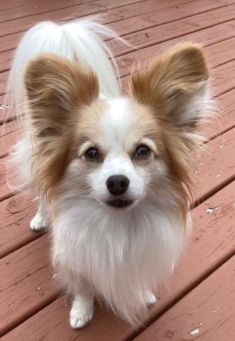 Image of a tand and white dog with large, fluffy ears standing outside on a deck.