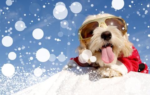 Image of a shaggy brown dog with its tongue hanging out, wearing snow goggles and a ski suit lying in the snow.