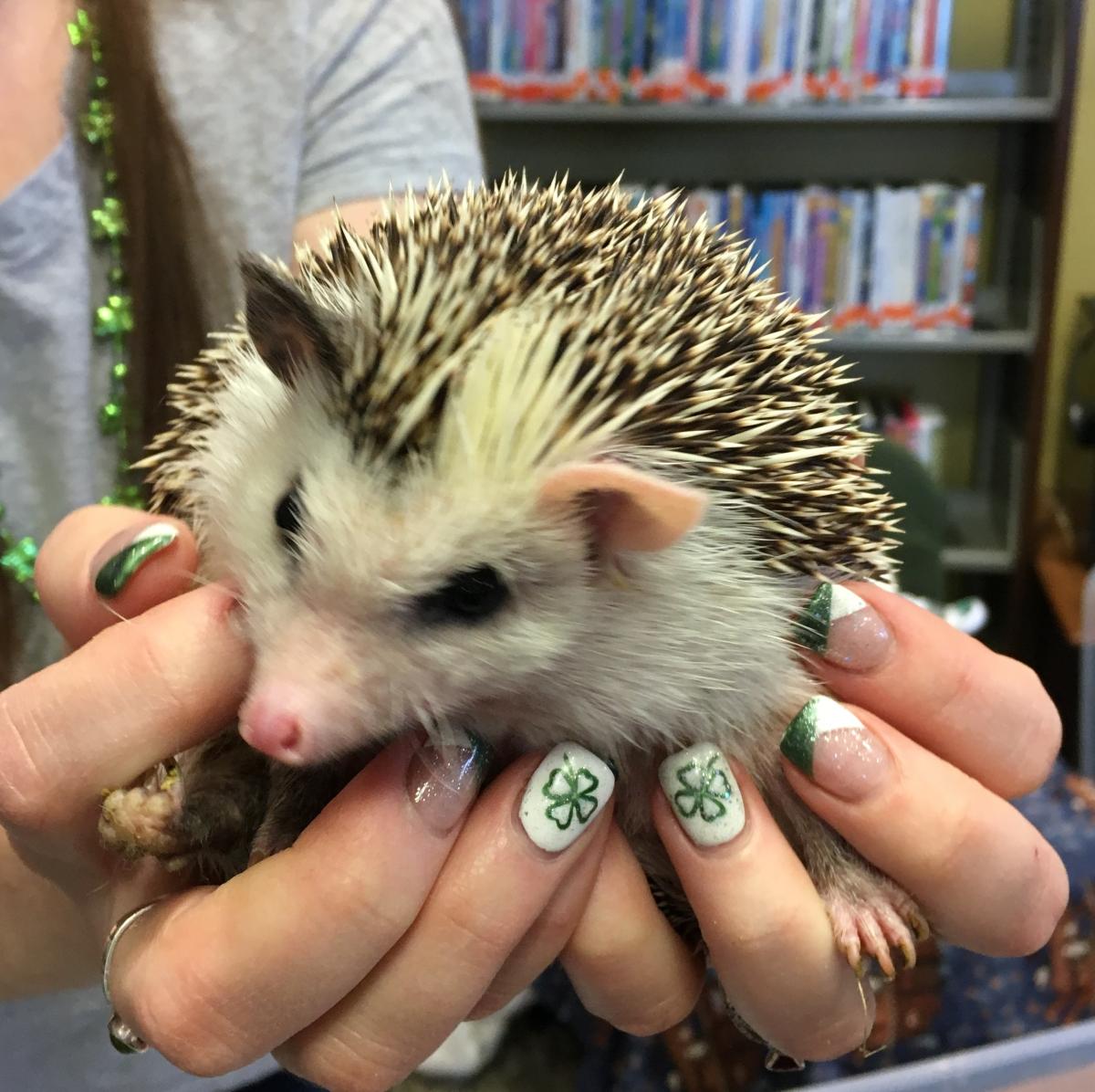 Image of a Hedgehog