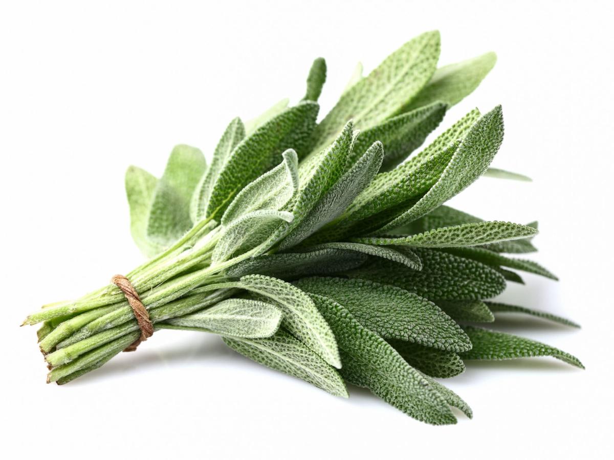 Image of a bundle of sage.