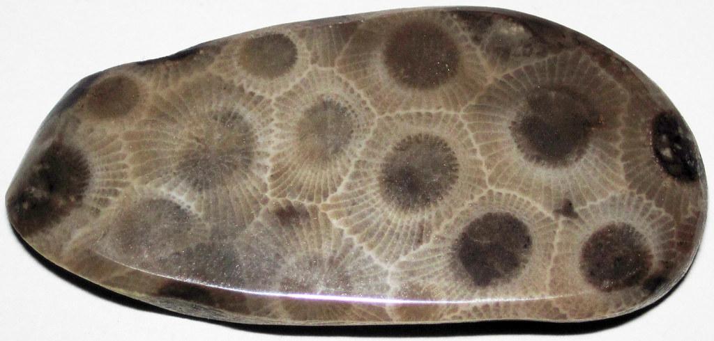 Image of a Petoskey stone