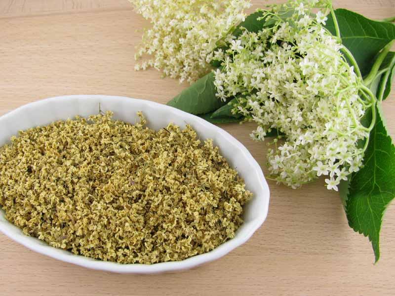 Elderflower